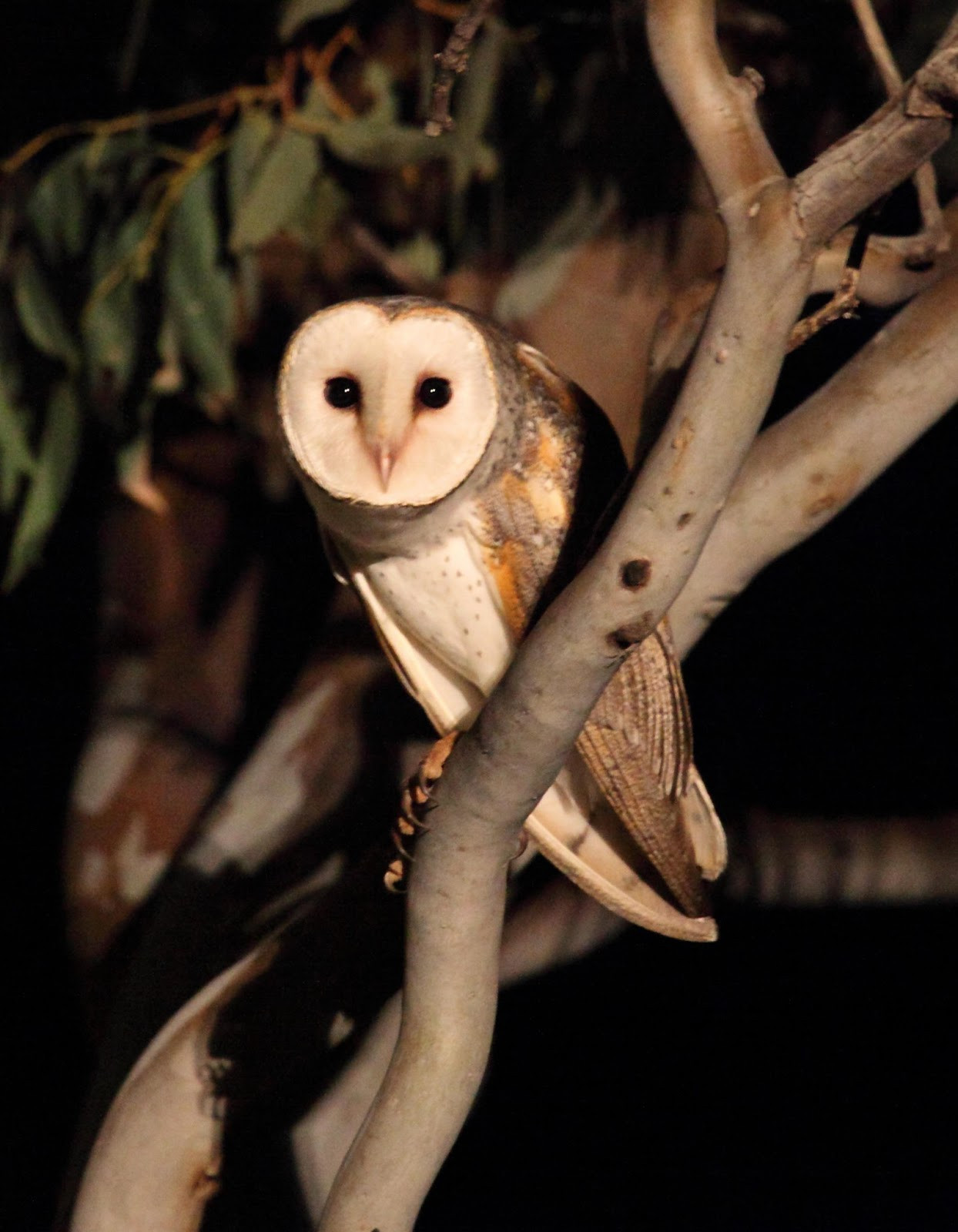 image Eastern Barn Owl